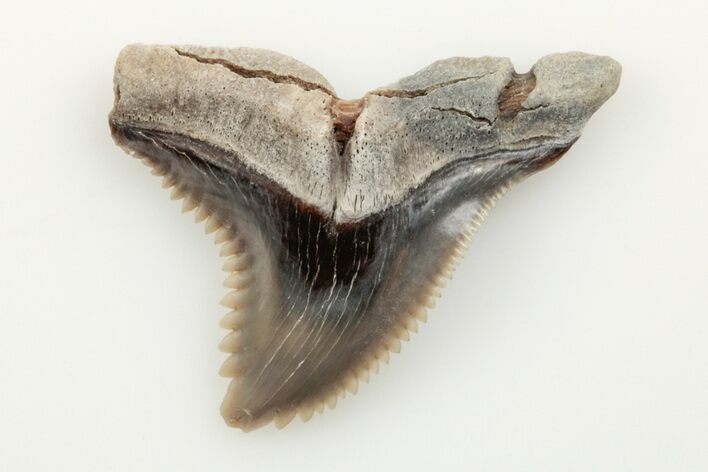 1.15" Snaggletooth Shark (Hemipristis) Tooth - Aurora, NC